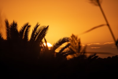 轮廓的棕榈树在日落
